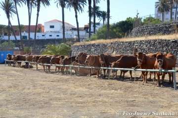Muestra de ganado de las fiestas del patrono de Telde (Foto  Francisco Javier Santana)